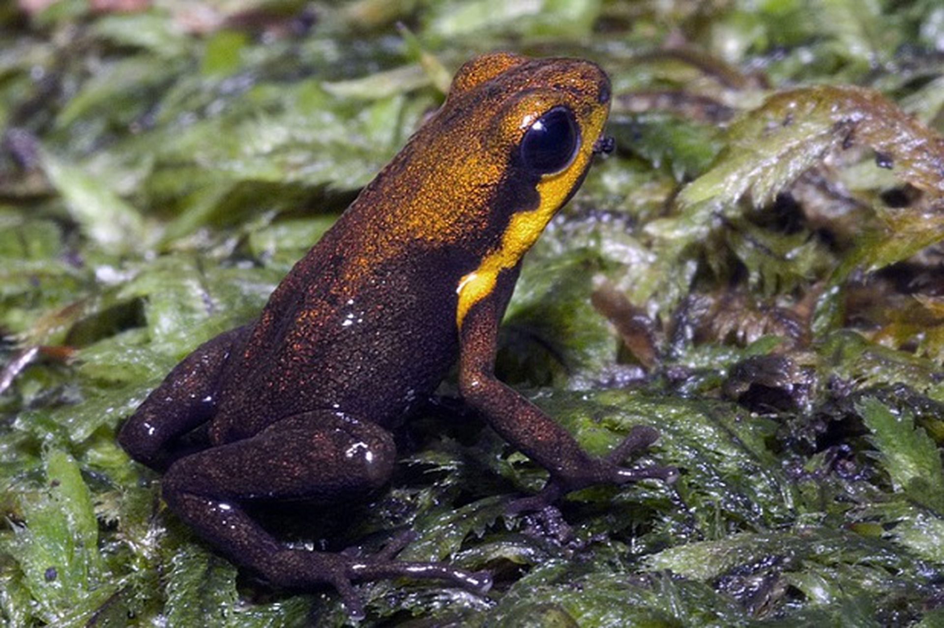 andinobates tolimensis
