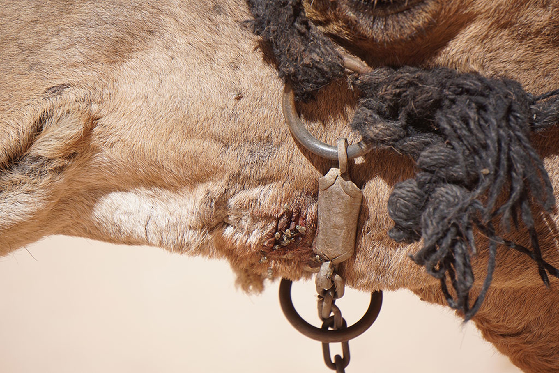 Maltrattamenti animali a Petra, in Giordania