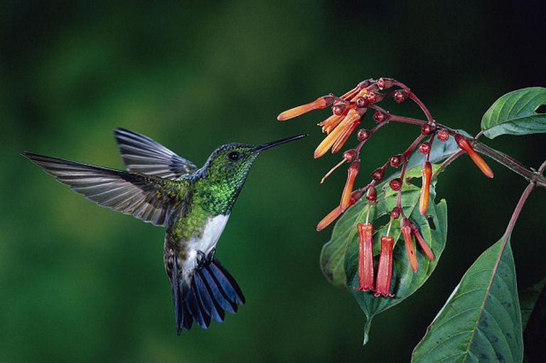 colibrì