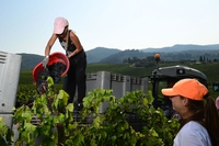 Cos’è il manifesto Slow Food per il vino buono, pulito e giusto
