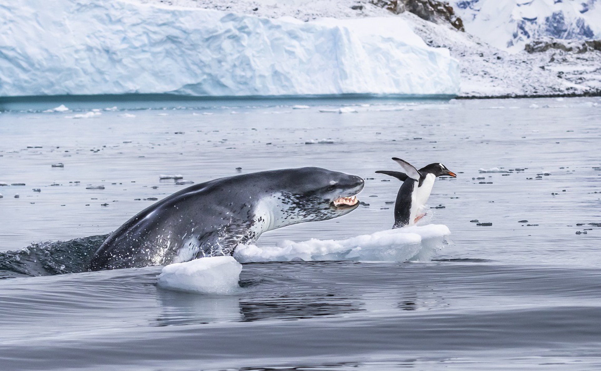 Pinguino inseguito da una foca leopardo