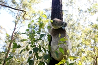 Australia, 52 ettari di habitat dei koala saranno distrutti per fare spazio a una cava