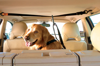 It’s now legal to break into cars to save a dog’s life in Tennessee