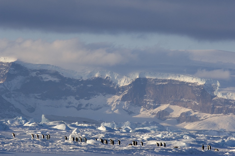 La marcia dei pinguini - Il richiamo