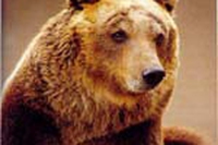 Storia e storie di lupi, orsi e fiere selvatiche