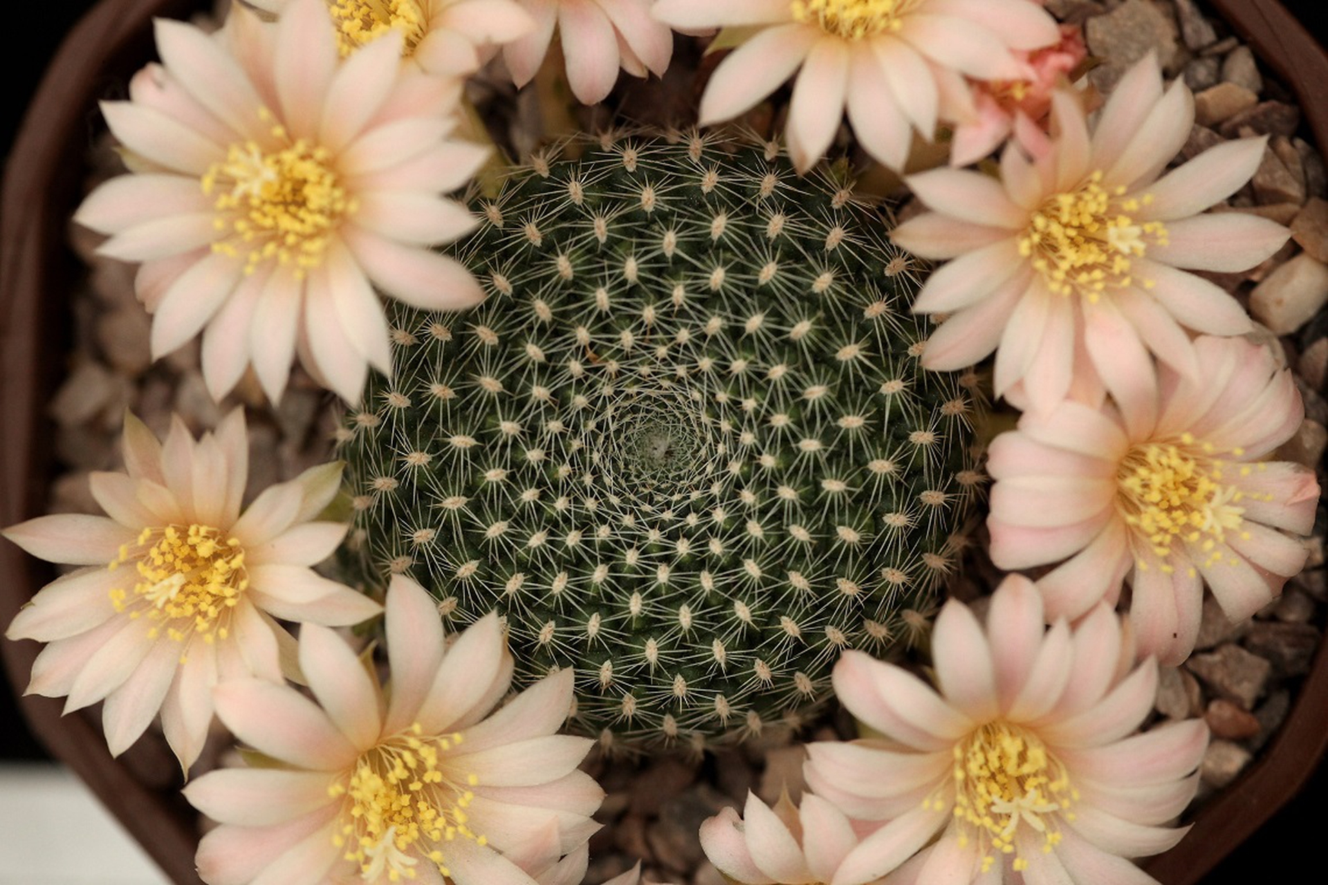 cactus fiorito