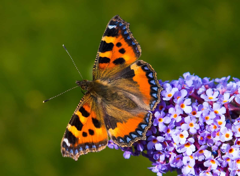 tortoiseshell butterfly