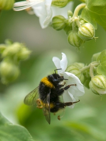 Bumblebees are adapting to climate change, but remain in serious danger