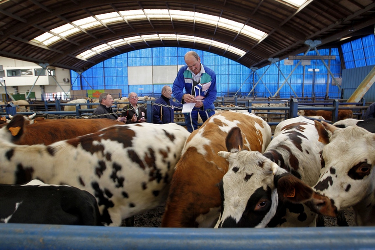 Allevamento di bovini