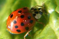 WWF Micromondo in festa!