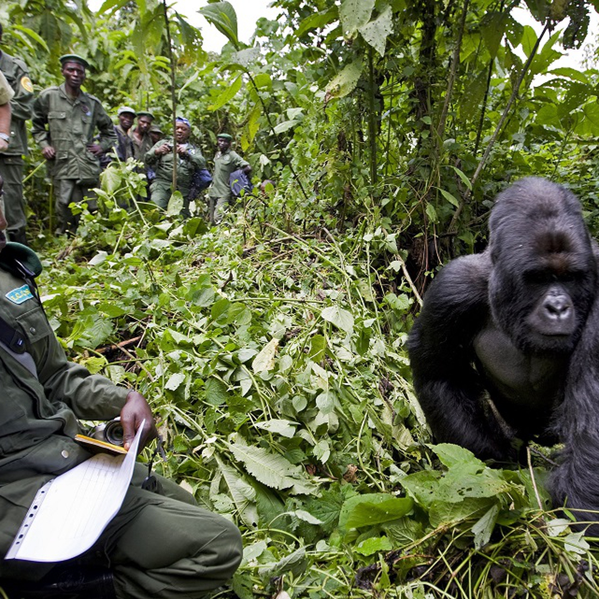 Virunga National Park Six Rangers Killed While Protecting Gorillas Lifegate