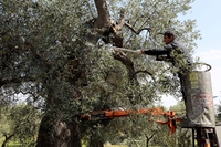 Perché la normativa italiana sulla xylella va cambiata