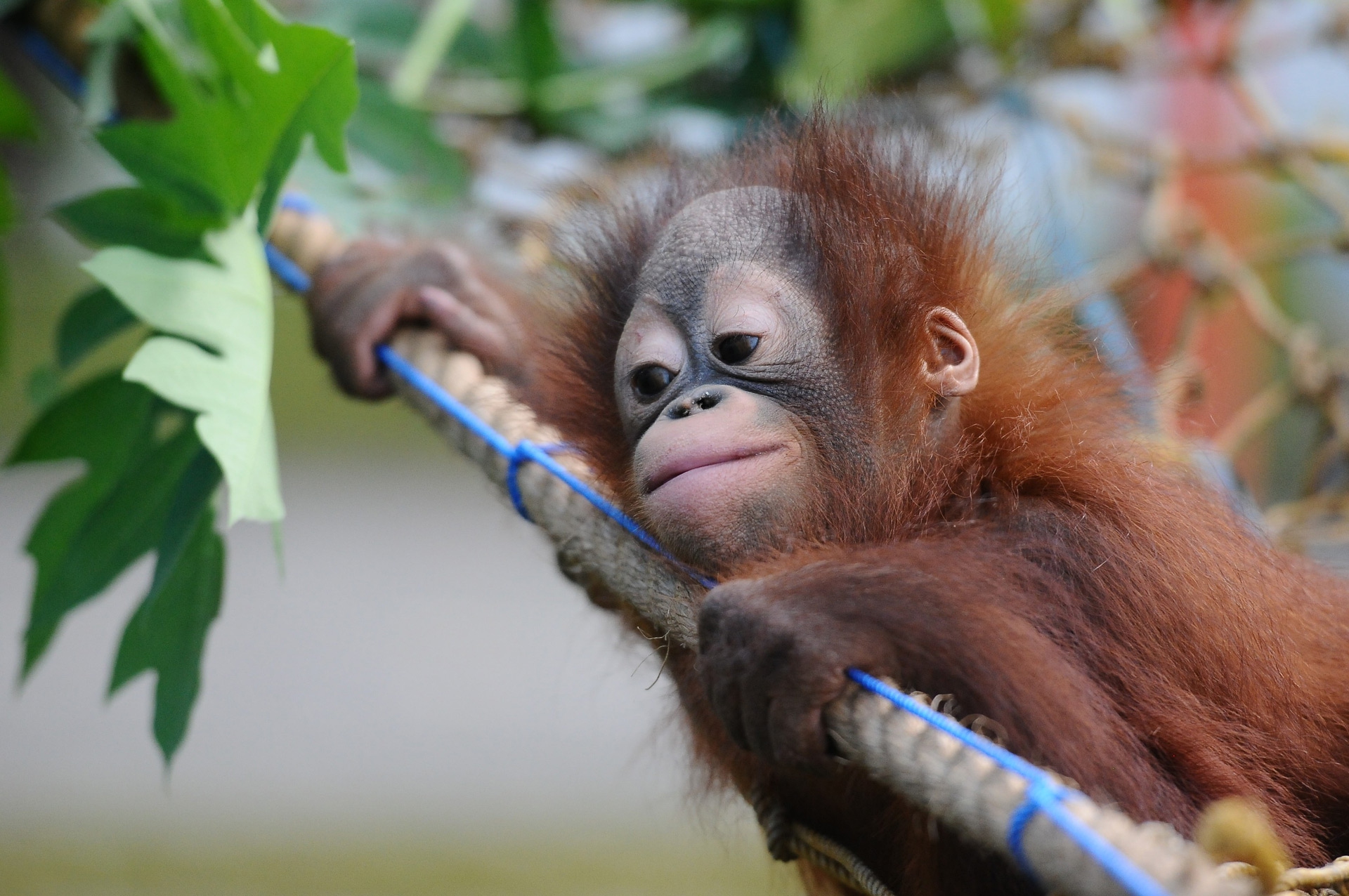 Damai e Rizki, due cuccioli di orango tornano il libertà