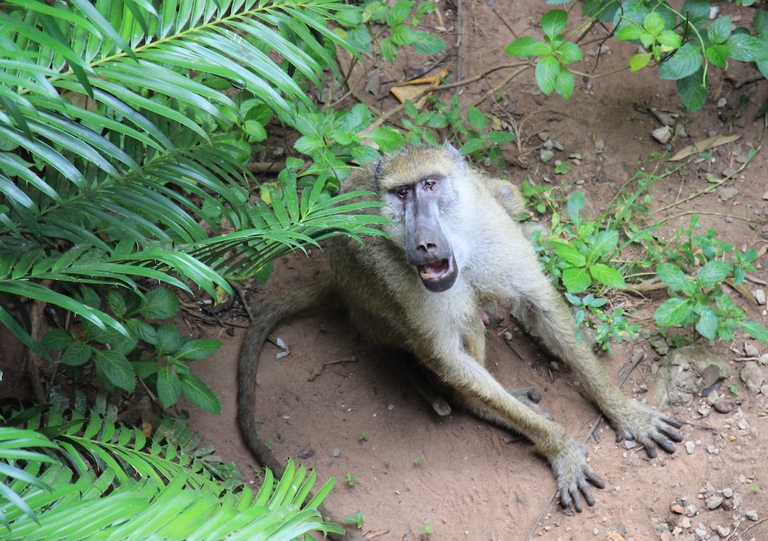 A baboon in Diani, Kenya © Sarine Arslanian