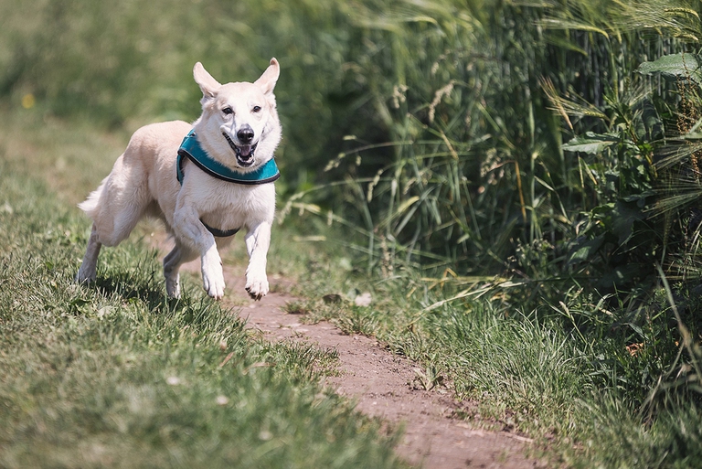 Schesir, alimentazione per cani e gatti