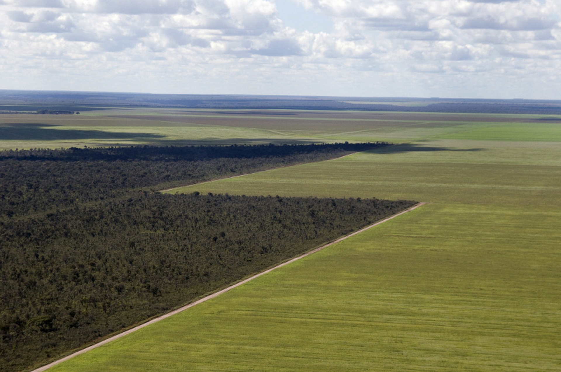 Perché la soia minaccia l'Amazzonia