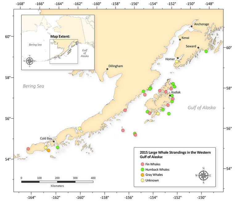 Golfo d'alaska, mappa ritrovamento cetacei