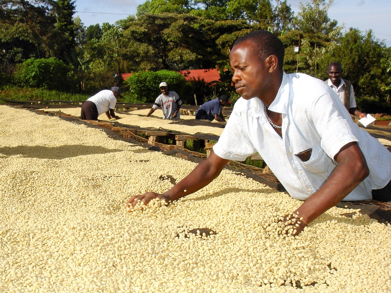 Essicatura dei chicchi di caffè in Kenya
