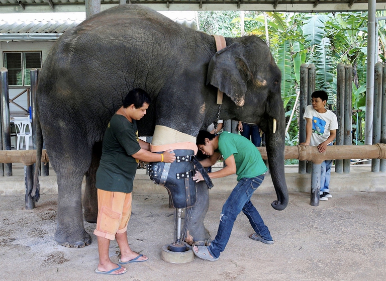 Mosha ha ricevuto la sua gamba artificiale.