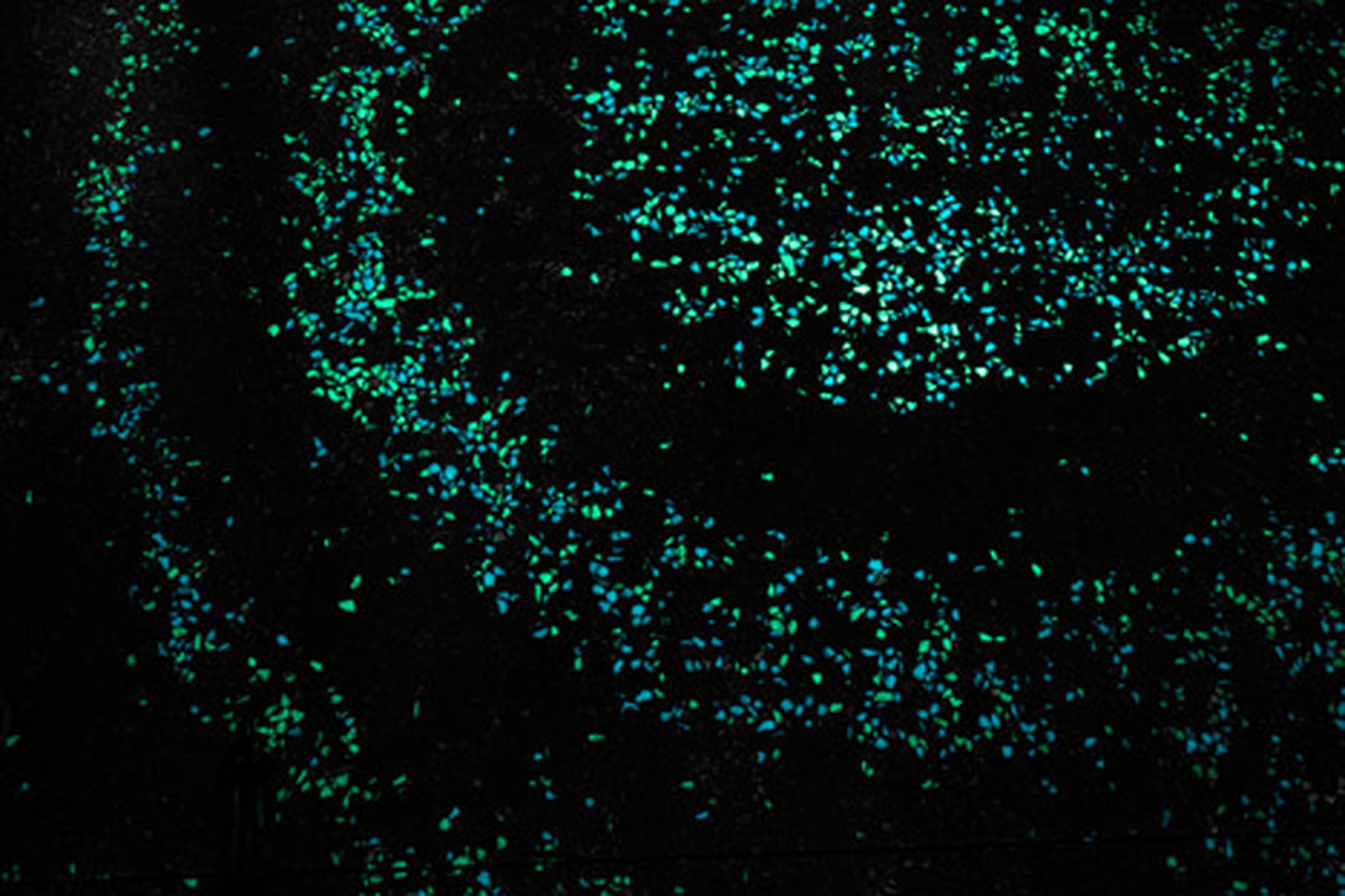 Vernici bioluminescenti