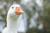 Bando del foie gras confermato in California