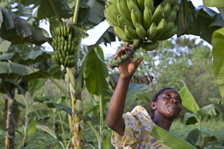Piantagione biologica di banane in Uganda