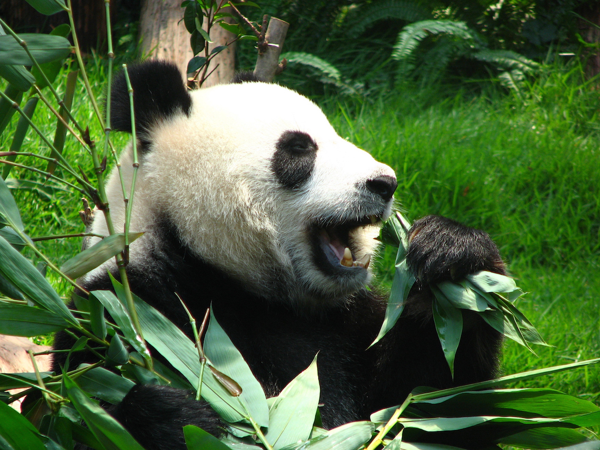 The giant panda is no longer endangered