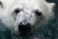 Con gli occhi di un orso polare