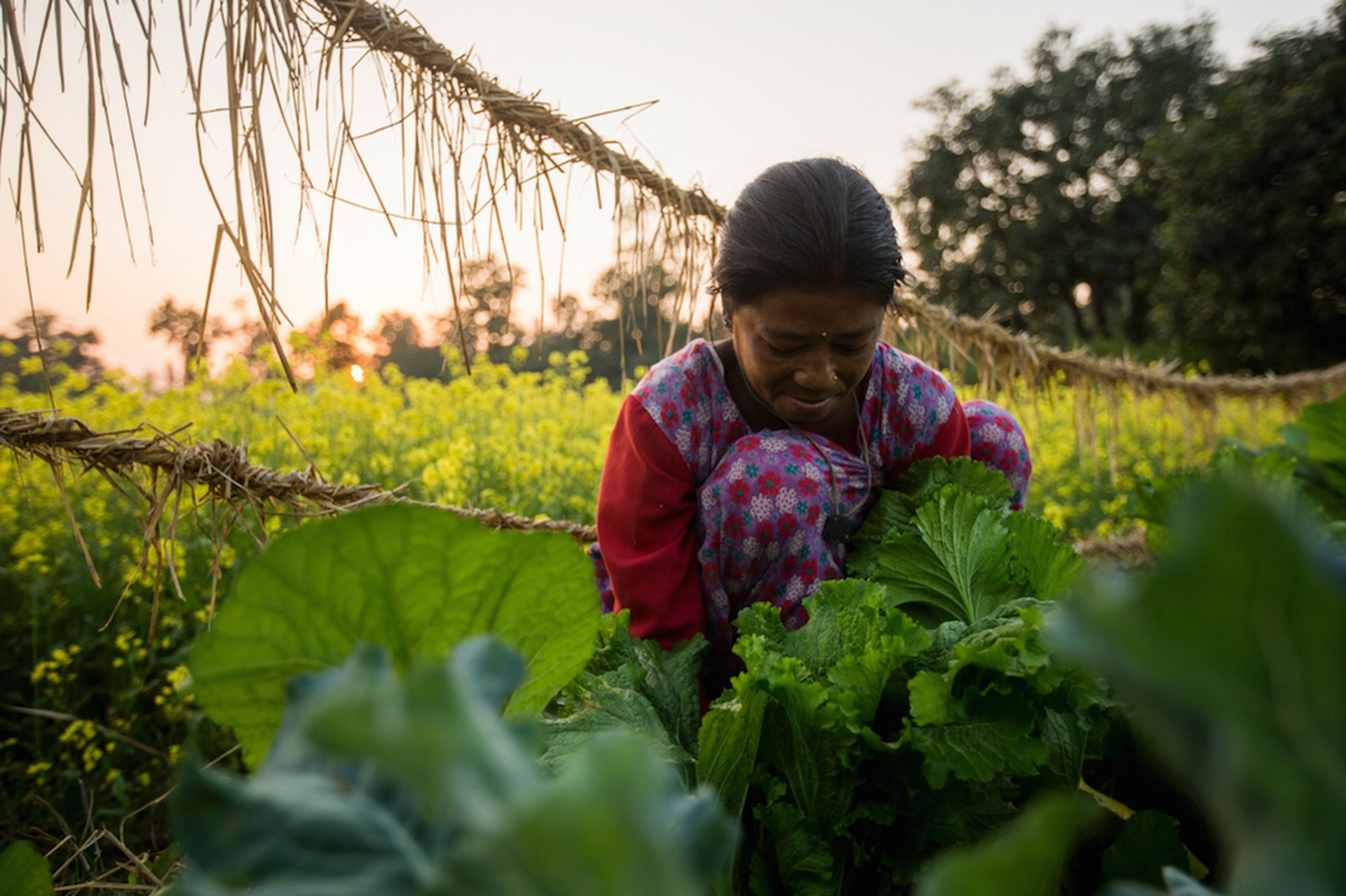 nepal-terai-arc-donna-coltivatrice-james-morgan-wwf-usa