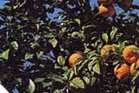 ARANCIO AMARO