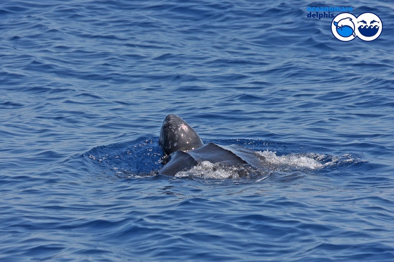 Esemplare di tartaruga liuto durante l'emersione al largo delle coste di Ischia