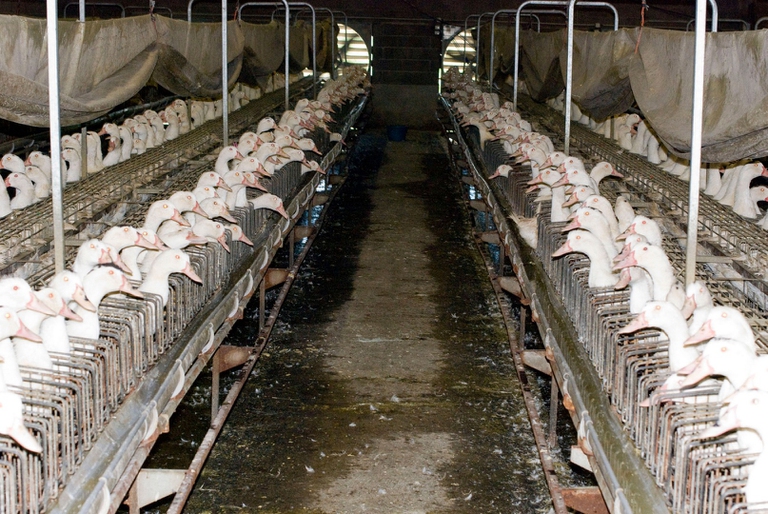 La Francia è allo stesso tempo il maggiore produttore e consumatore al mondo