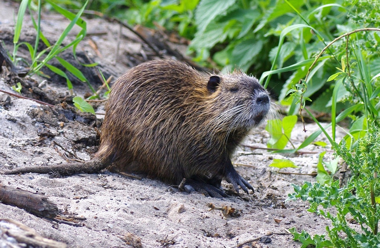 Esemplare di nutria