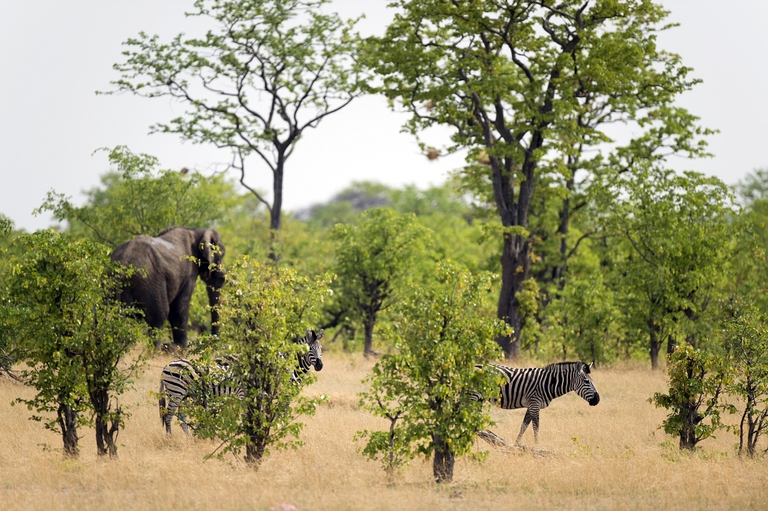 Biodiversità nello Zimbabwe