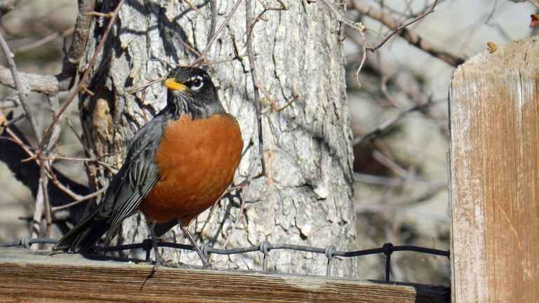 cosa dar da mangiare a un pettirosso