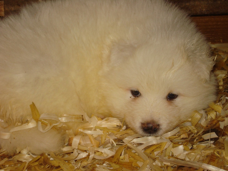 samoiedo razza caratteristiche