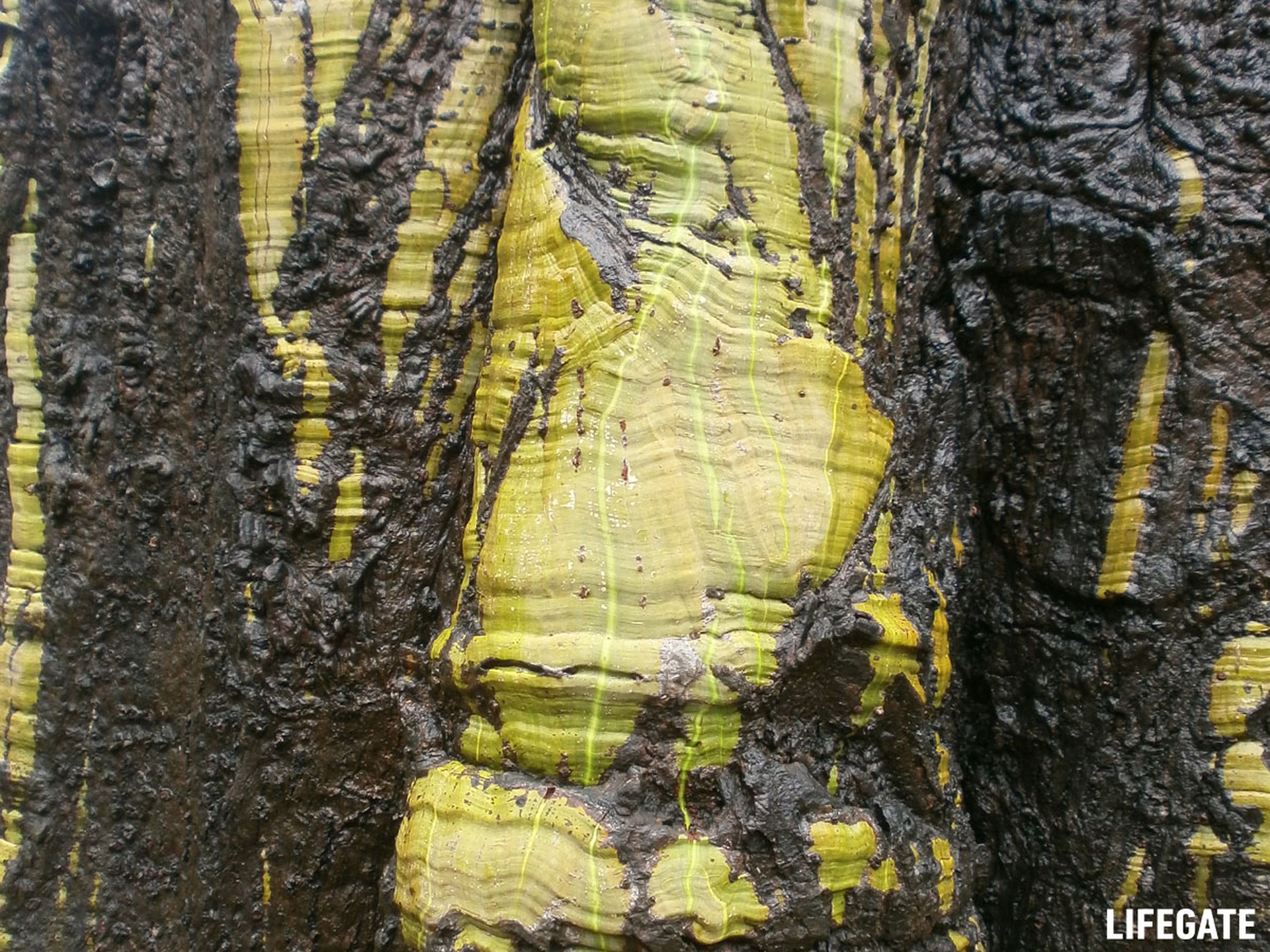 Foreste in piedi 2017