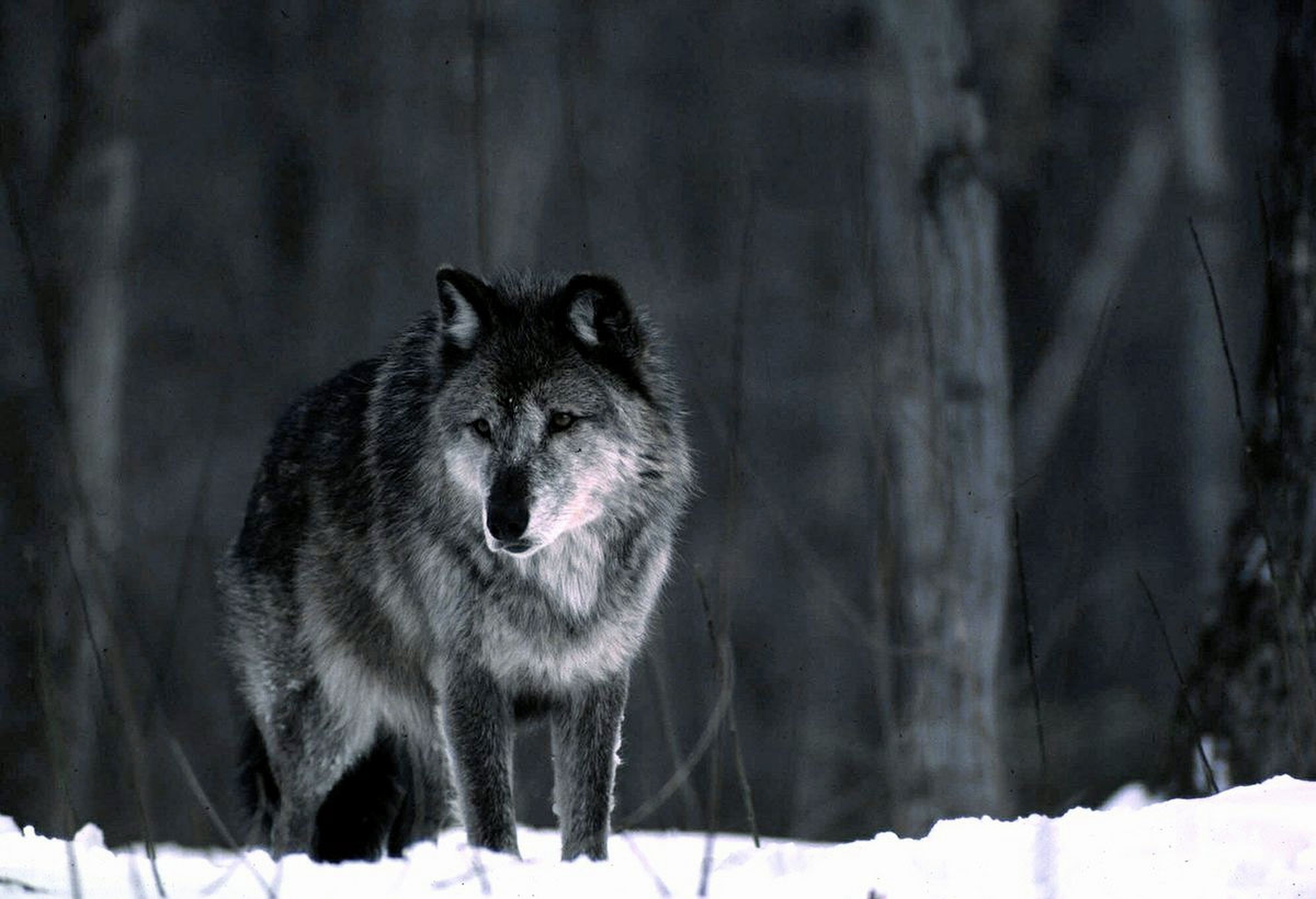 In Michigan (per ora) hanno vinto i lupi e gli elettori