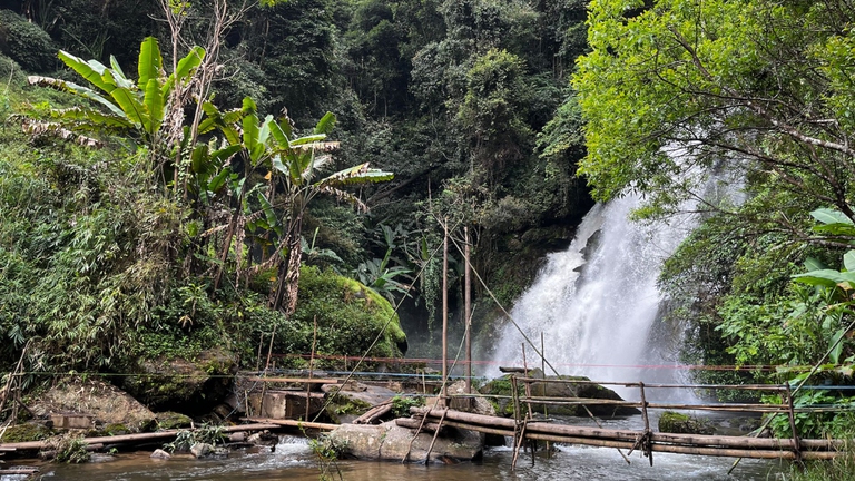 foresta della thailandia