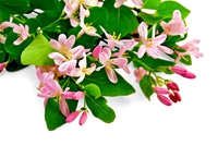 Honeysuckle, il fiore di caprifoglio comune