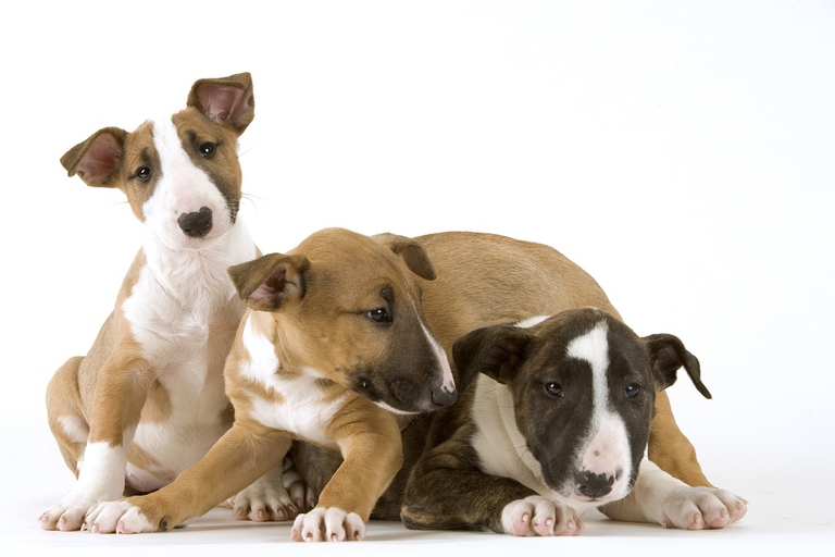 Cuccioli di Bull terrier