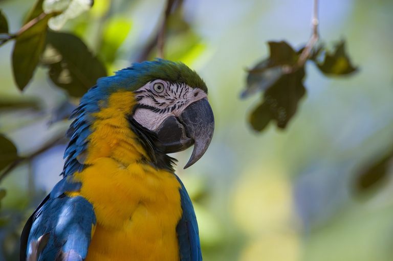 Ara gialloblu in Brasile