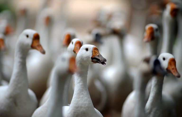 Greylag Geese (anser anser) walk at the Central Zoo in Kathmandu on August 2, 2011. The Greylag goose is the ancestor of domesticated geese in Europe and North America. AFP PHOTO/ PRAKASH MATHEMA (Photo credit should read PRAKASH MATHEMA/AFP/Getty Images)