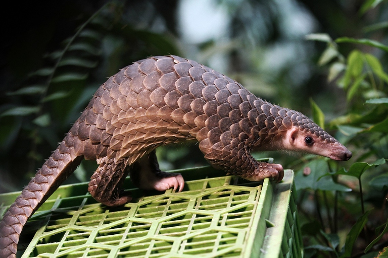 wild republic pangolin