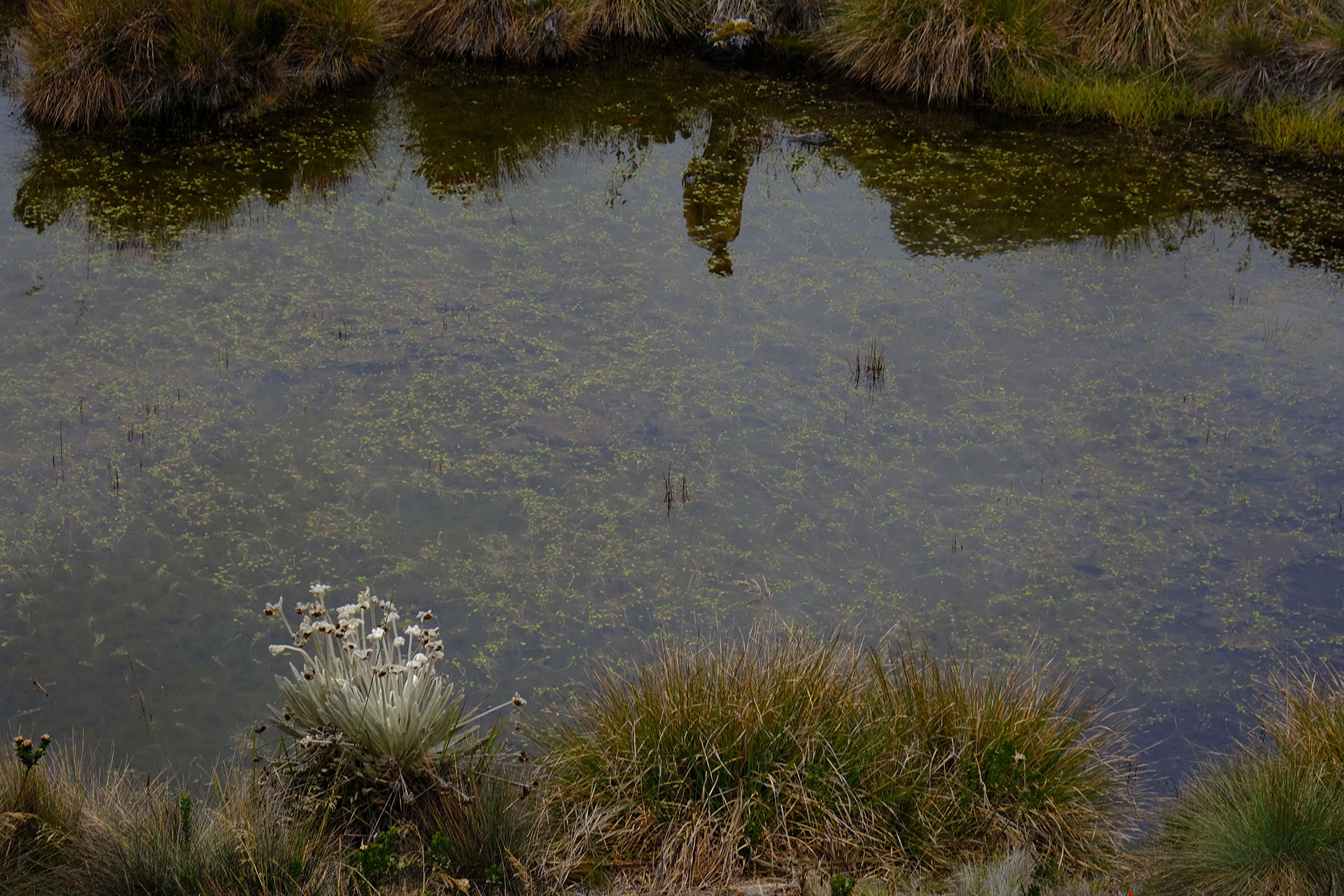 Water in the páramo of Santurbán