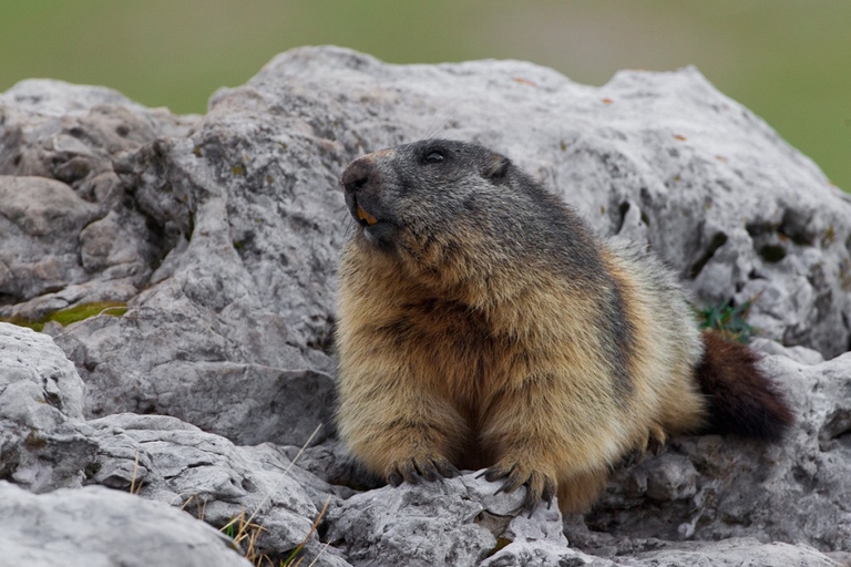 marmotta alpina