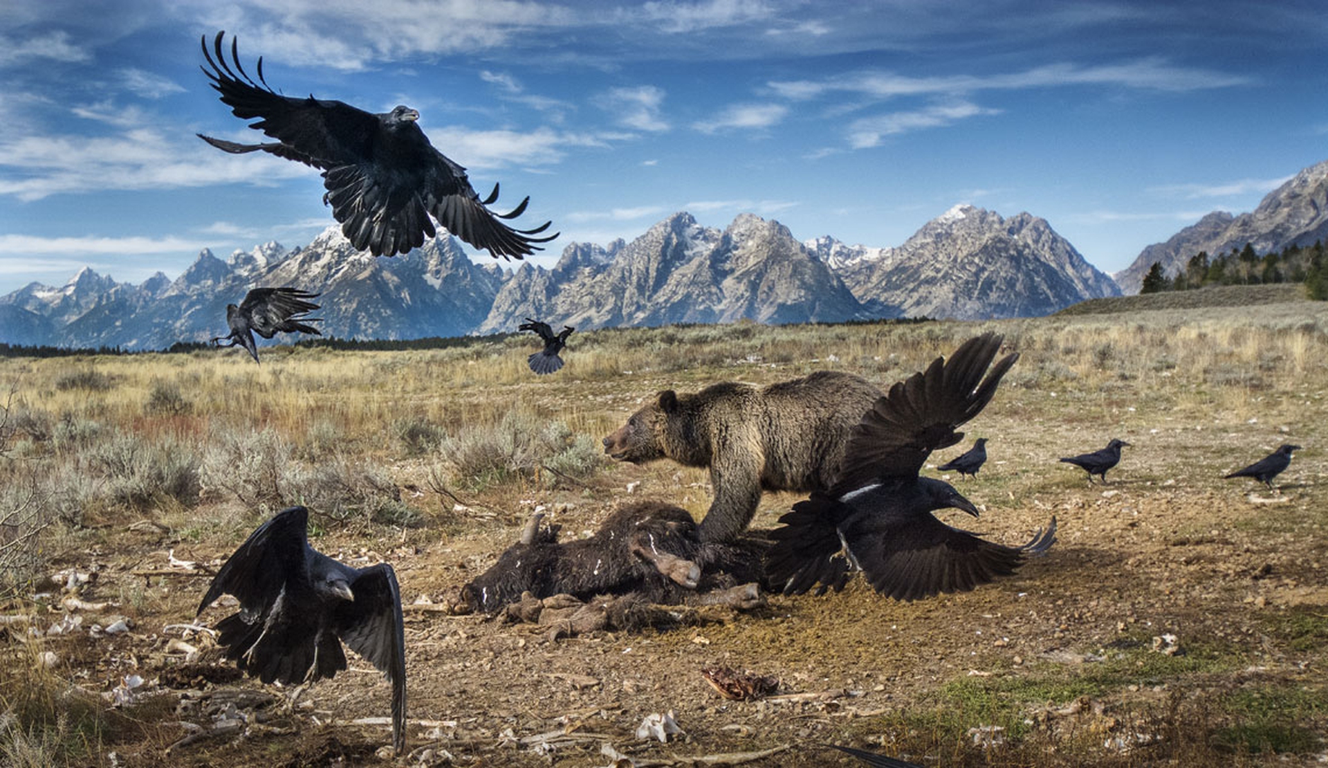 17_Wildlife_CHJames_Wild West