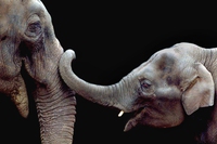 A ogni animale la sua intelligenza. Alla scoperta delle menti non umane