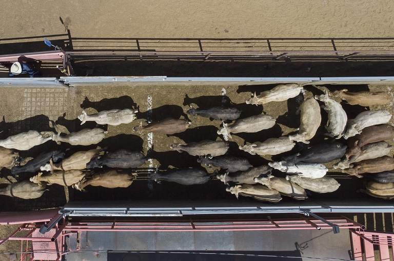 Bestiame esportato dal Messico agli Stati Uniti