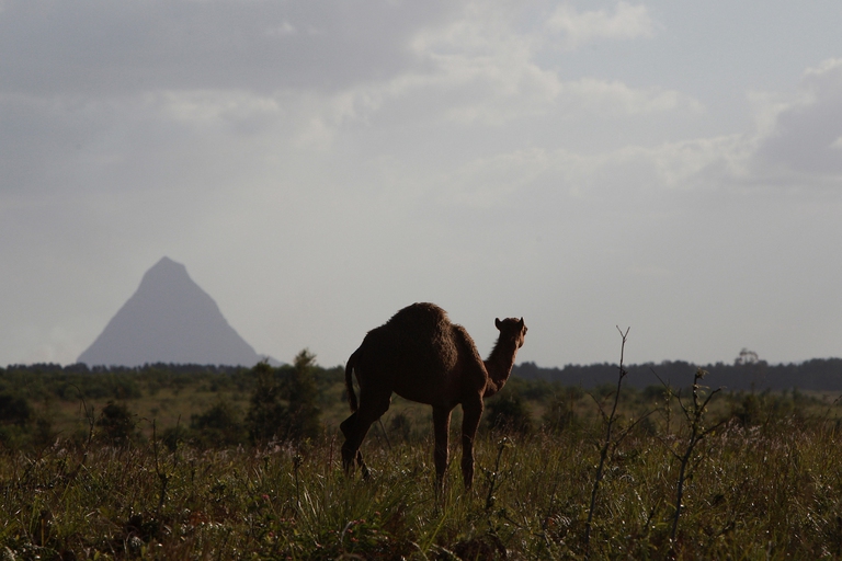 dromedari in australia